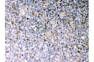 Anti- PU. (SPI1 antibody  (AA 18-196))