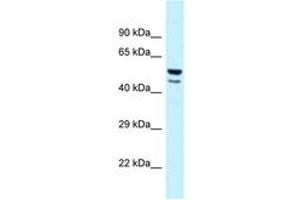 Image no. 1 for anti-Jun Proto-Oncogene (JUN) (AA 218-267) antibody (ABIN6747654) (C-JUN antibody  (AA 218-267))