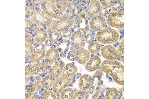 Immunohistochemistry of paraffin-embedded rat kidney using PSMD9 antibody. (PSMD9 antibody  (AA 1-223))