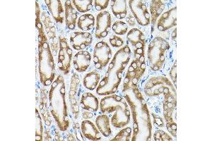 Immunohistochemistry of paraffin-embedded mouse kidney using eEF1 Rabbit pAb (7857) at dilution of 1:100 (40x lens). (eEF1A1 antibody  (AA 123-462))