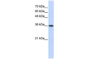 AKR7A3 antibody used at 1 ug/ml to detect target protein.