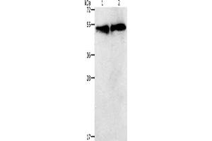 Gel: 12 % SDS-PAGE, Lysate: 30 μg, Lane 1-2: K562 cells, hela cells, Primary antibody: ABIN7192728(TACR2 Antibody) at dilution 1/400, Secondary antibody: Goat anti rabbit IgG at 1/8000 dilution, Exposure time: 30 seconds