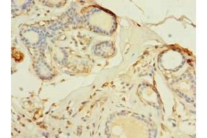 Immunohistochemistry (IHC) image for anti-Transmembrane Protein 176B (TMEM176B) (AA 1-64) antibody (ABIN7173099)