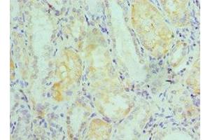 Immunohistochemistry of paraffin-embedded human kidney tissue using ABIN7151593 at dilution of 1:100 (TCEB2 antibody  (AA 1-118))