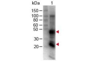 Lane 1: Rat IgG. (Goat anti-Rat IgG (Heavy & Light Chain) Antibody (Biotin))