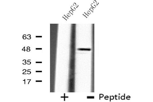 B4GALT3 antibody  (Internal Region)