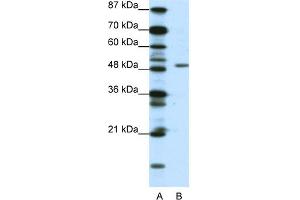 WB Suggested Anti-DPF2 Antibody Titration:  0.