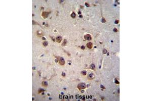 CHST6 Antibody (C-term) immunohistochemistry analysis in formalin fixed and paraffin embedded human brain tissue followed by peroxidase conjugation of the secondary antibody and DAB staining. (CHST6 antibody  (C-Term))