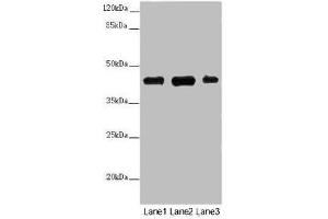 Western blot All lanes: SS18L1 antibody at 2 μg/mL Lane 1: Mouse kidney tissue Lane 2: Mouse lung tissue Lane 3: Mouse spleen tissue Secondary Goat polyclonal to rabbit IgG at 1/10000 dilution Predicted band size: 43, 41, 34, 30, 44 kDa Observed band size: 43 kDa