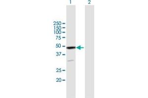Western Blot analysis of EPB49 expression in transfected 293T cell line by EPB49 MaxPab polyclonal antibody.