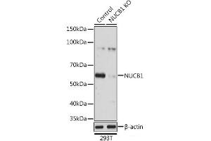Western blot analysis of extracts from normal (control) and NUCB1 knockout (KO) 293T cells using NUCB1 Polyclonal Antibody at dilution of 1:3000. (Nucleobindin 1 antibody)