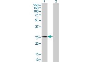 Western Blot analysis of GSTA3 expression in transfected 293T cell line by GSTA3 MaxPab polyclonal antibody.