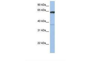 Image no. 1 for anti-Popeye Domain Containing 2 (POPDC2) (AA 218-267) antibody (ABIN6737990) (POPDC2 antibody  (AA 218-267))