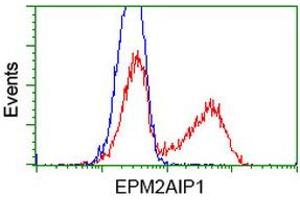 HEK293T cells transfected with either RC209239 overexpress plasmid (Red) or empty vector control plasmid (Blue) were immunostained by anti-EPM2AIP1 antibody (ABIN2452998), and then analyzed by flow cytometry.