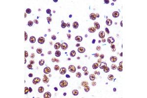 Immunohistochemistry (IHC) image for anti-Splicing Factor Proline/glutamine-Ric (SFPQ) antibody (ABIN7270547)