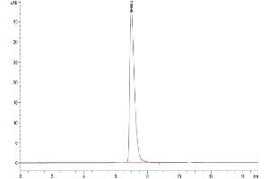 The purity of Cynomolgus NCAM-1 is greater than 95 % as determined by SEC-HPLC. (CD56 Protein (AA 20-718) (His tag))