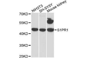 Western blot analysis of extracts of various cell lines, using S1PR1 antibody. (S1PR1 antibody)
