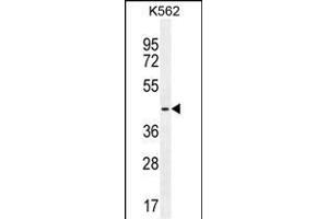 TBPL2 Antibody (N-term) (ABIN656105 and ABIN2845447) western blot analysis in K562 cell line lysates (35 μg/lane). (Tbpl2 antibody  (N-Term))