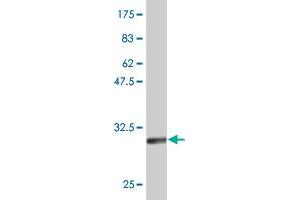 Western Blot detection against Immunogen (31. (ATOH7 antibody  (AA 53-99))