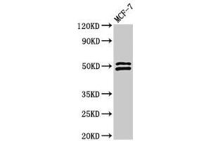 NCF2 antibody  (AA 178-526)