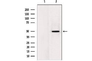 Western blot analysis of extracts from rat heart, using LPCAT2 Antibody. (LPCAT2 antibody  (N-Term))