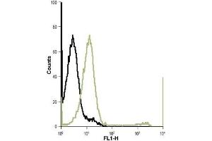 Cell surface detection of Kir7. (KCNJ13 antibody  (Extracellular Loop))