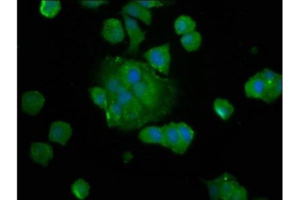 SAT2 antibody  (AA 1-170)