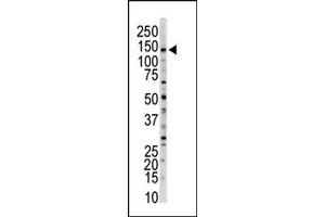 Image no. 1 for anti-Myosin Light Chain Kinase (MYLK) (N-Term) antibody (ABIN360383) (MYLK antibody  (N-Term))