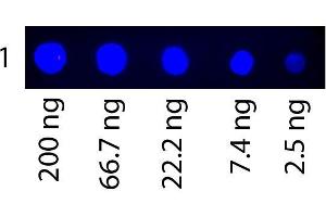 Dot Blot (DB) image for Transferrin (TF) protein (FITC) (ABIN964545)