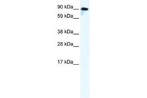 GRIK2 antibody used at 0. (GRIK2 antibody  (C-Term))