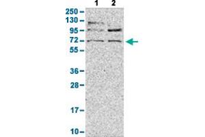 Western Blot analysis with LY9 polyclonal antibody . (LY9 antibody  (AA 477-561))