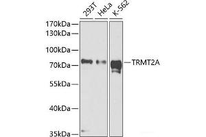 Western blot analysis of extracts of various cell lines using TRMT2A Polyclonal Antibody at dilution of 1:1000.