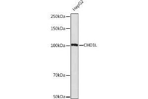 Western blot analysis of extracts of HepG2 cells, using CHD1L Rabbit mAb (ABIN7266361) at 1:1000 dilution. (CHD1L antibody)