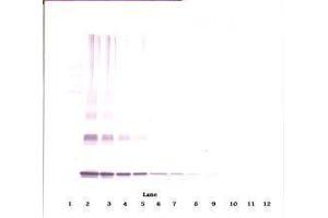 Image no. 3 for anti-Interleukin 10 (IL10) antibody (ABIN465277) (IL-10 antibody)
