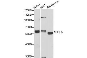 Western blot analysis of extracts of various cell lines, using IRF5 antibody (ABIN1873273) at 1:1000 dilution. (IRF5 antibody)