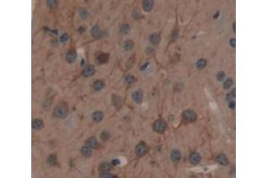 Figure. (NOS1 antibody  (AA 455-601))