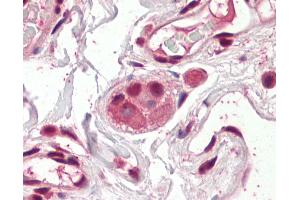Anti-Groucho antibody IHC of human colon, submucosal plexus. (AES antibody  (AA 79-91))