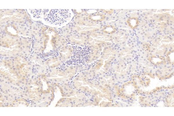PLAA antibody  (AA 20-143)