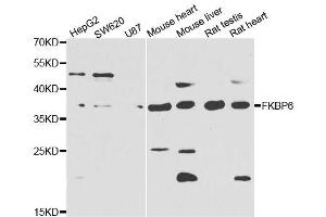 Western blot analysis of extracts of various cell lines, using FKBP6 antibody. (FKBP6 antibody  (AA 1-327))