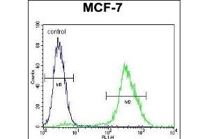 PCA Antibody (C-term) (ABIN655112 and ABIN2844743) flow cytometric analysis of MCF-7 cells (right histogram) compared to a negative control cell (left histogram). (PMPCA antibody  (C-Term))