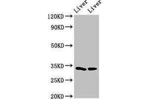Western Blot Positive WB detected in: Rat liver tissue, Mouse liver tissue All lanes: RGN antibody at 3 μg/mL Secondary Goat polyclonal to rabbit IgG at 1/50000 dilution Predicted band size: 34, 25 kDa Observed band size: 34 kDa