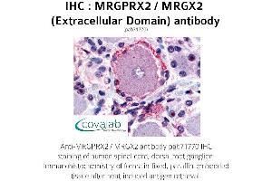 Image no. 1 for anti-G Protein-Coupled Receptor MRGX2 (MRGPRX2) (3rd Extracellular Domain) antibody (ABIN1737074) (MRGPRX2 antibody  (3rd Extracellular Domain))