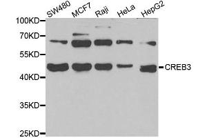 Western blot analysis of extracts of various cell lines, using CREB3 antibody. (CREB3 antibody)