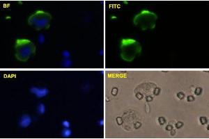 U-2 OS cells were stained with MCAM-FITC labeled monoclonal antibody (Green). (MCAM antibody  (AA 1-646))