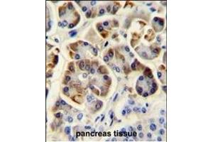 KCNJ6 Antibody (Center) (ABIN652033 and ABIN2840507) immunohistochemistry analysis in formalin fixed and paraffin embedded human pancreas tissue followed by peroxidase conjugation of the secondary antibody and DAB staining. (KCNJ6 antibody  (AA 26-55))