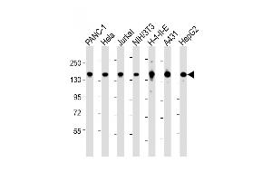 All lanes : Anti-SF3B1 Antibody (N-term) at 1:2000 dilution Lane 1: NC-1 whole cell lysate Lane 2: Hela whole cell lysate Lane 3: Jurkat whole cell lysate Lane 4: NIH/3T3 whole cell lysate Lane 5: H-4-II-E whole cell lysate Lane 6: A431 whole cell lysate Lane 7: HepG2 whole cell lysate Lysates/proteins at 20 μg per lane. (SF3B1 antibody  (N-Term))