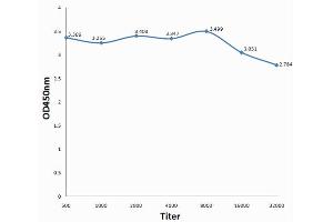 Antigen: 0. (MEF2A antibody  (pSer408))