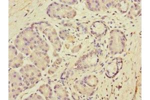 Immunohistochemistry of paraffin-embedded human pancreatic tissue using ABIN7150689 at dilution of 1:100