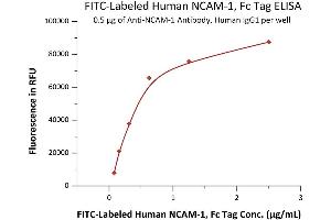Immobilized A-1 Antibody, Human IgG1 at 5 μg/mL (100 μL/well) can bind Fed Human NCAM-1, Fc Tag (ABIN6992429) with a linear range of 0.