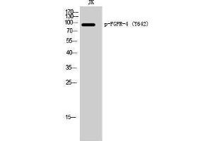 Western Blotting (WB) image for anti-Fibroblast Growth Factor Receptor 4 (FGFR4) (pTyr642) antibody (ABIN3182397) (FGFR4 antibody  (pTyr642))